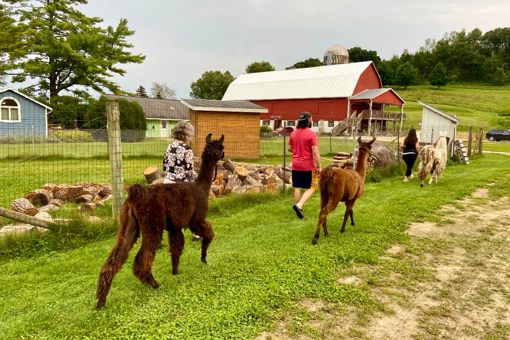 3 people walking llamas in a farm area