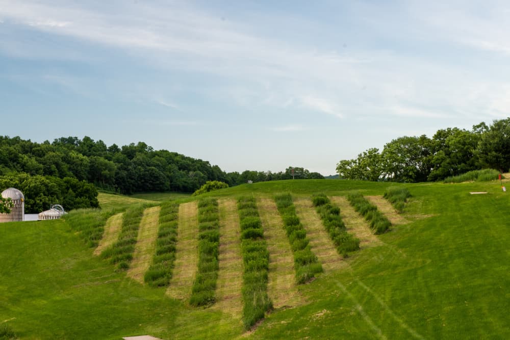 Various trails cut through grass towards a disc golf basket