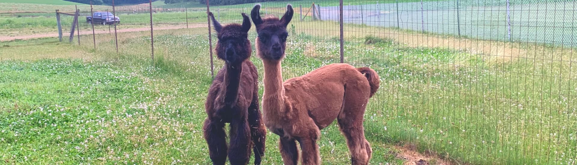 2 brown baby llamas in a field looking directly at the viewer