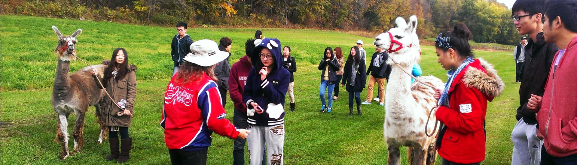 A group of school children leading 2 llamas while a woman gives a talk about the llamas