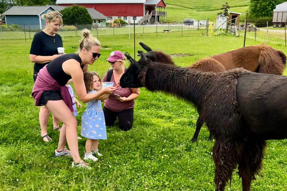 Children and adults on a farm in a pen with green grass feeding 2 dark llamas with farm buildings in the background.