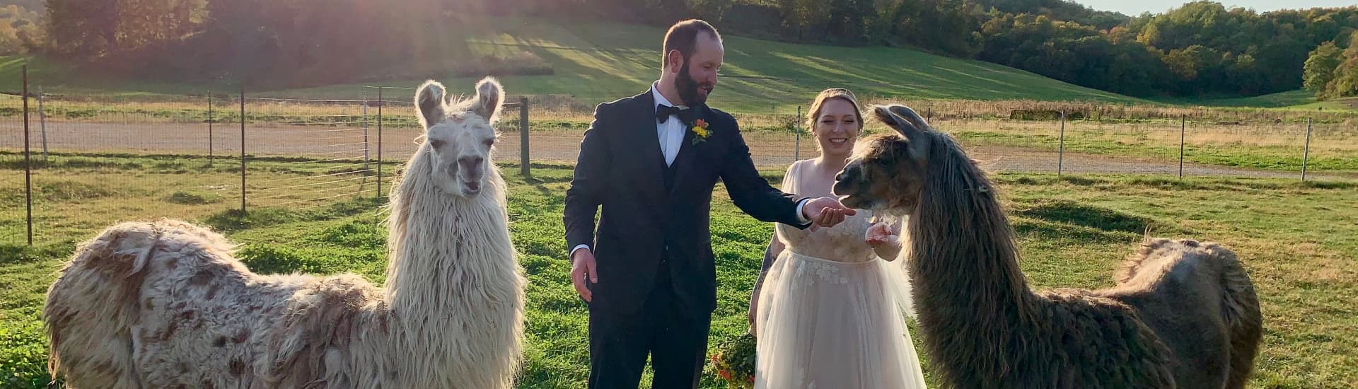 A couple dressed in wedding attire feeding 2 llamas