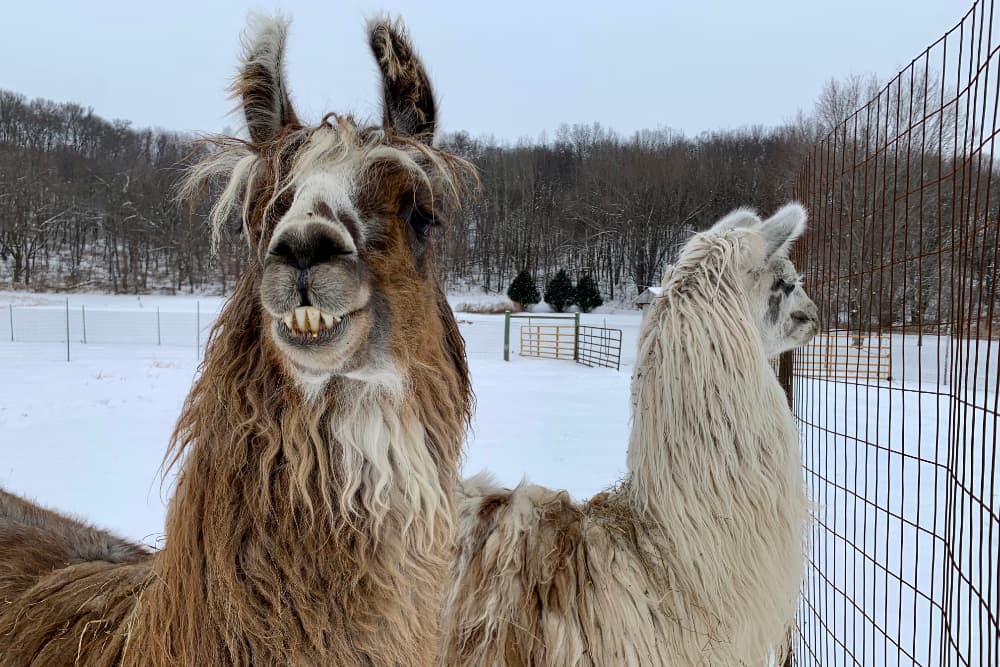 2 llamas, one seemingly smiling while bearing their teeth