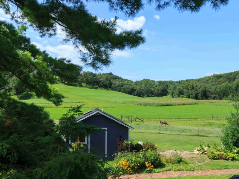 Gorgeous countryside view of llama in pasture, flower gardens and an Eastern Pine Tree in the foreground.