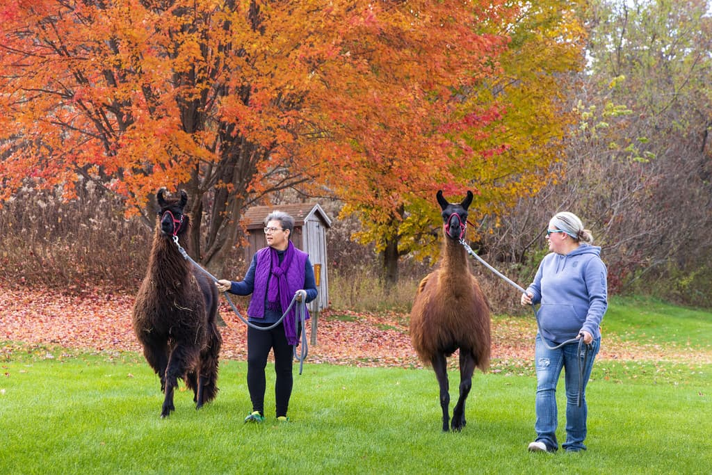 2 women leading llamas for a walk