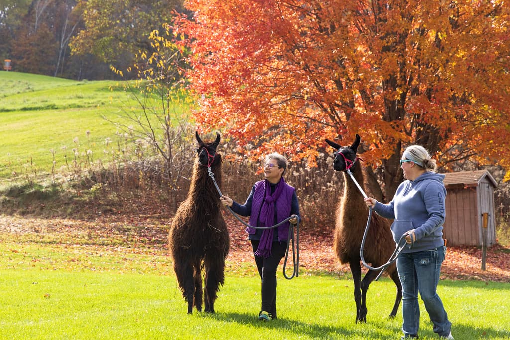 2 women leading llamas on a walk