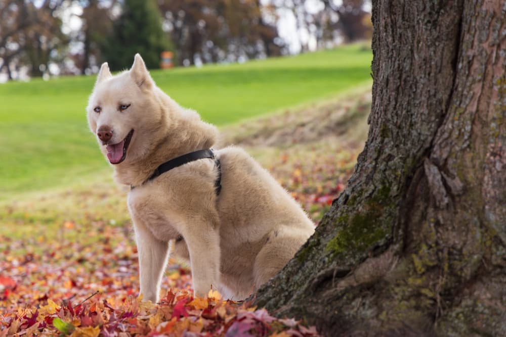A light-colored dog sits beside a tree, surrounded by autumn leaves.