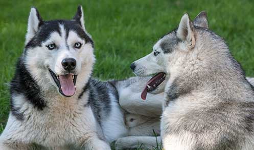 Two playful huskies lounging on green grass.