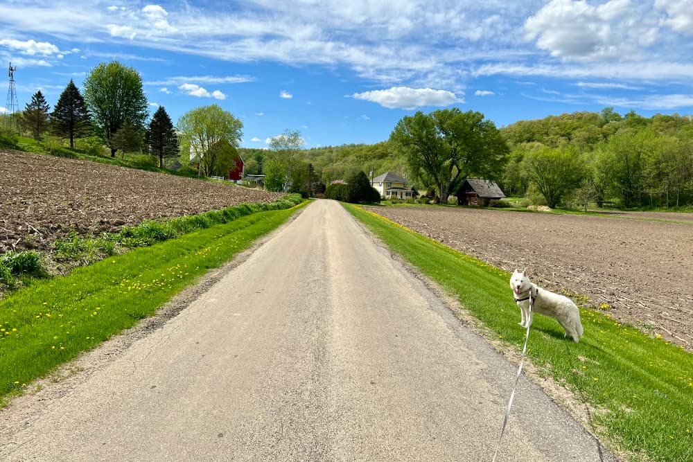 A road with green grass and fields on either side and a white dog on a leash off to the side of the road.