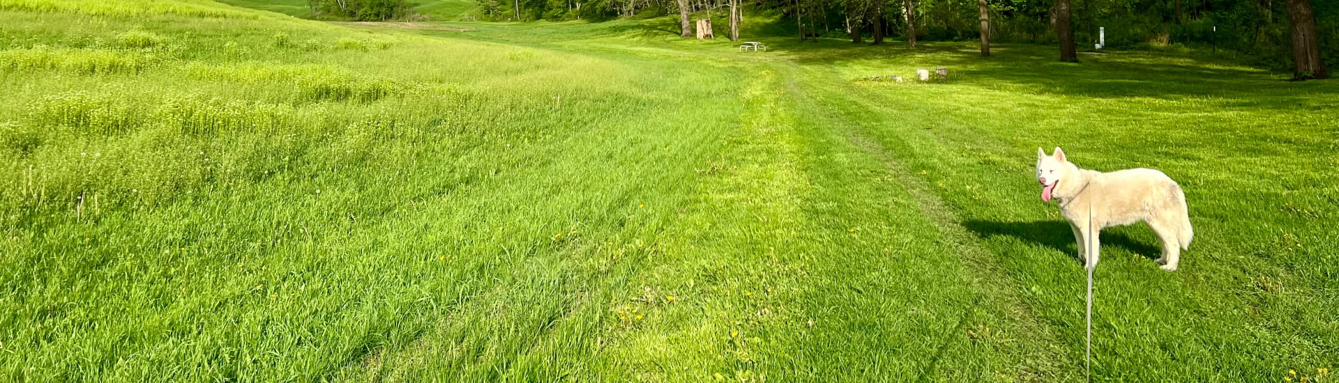 A large green grassy area with a white dog on a leash