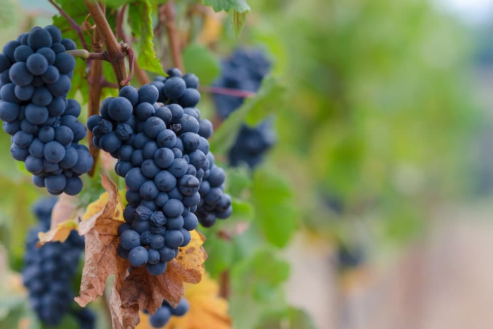 A close-up of dark blue grapes hanging from a vine among green leaves.