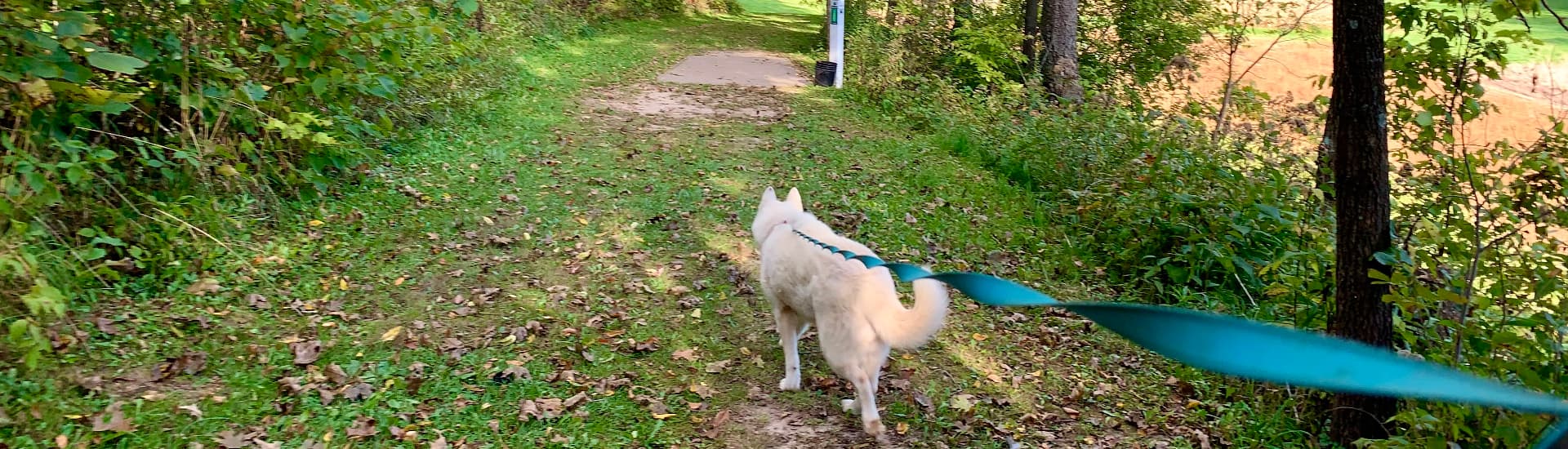 A white dog with a green leash walking through green grassy trails