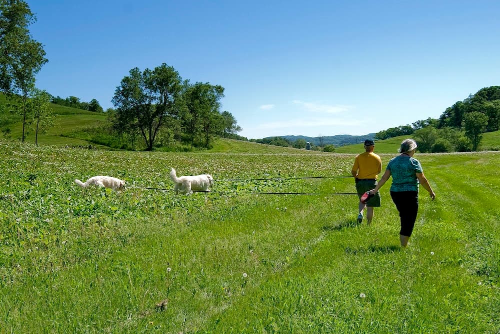 Two people walking llamas in a green field under a clear blue sky.
