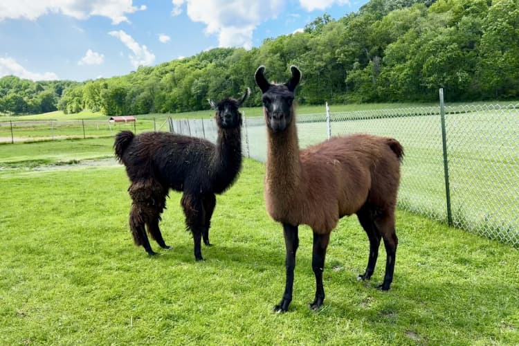Two Llamas outdoors, one dark brown, one light brown with dark head and legs