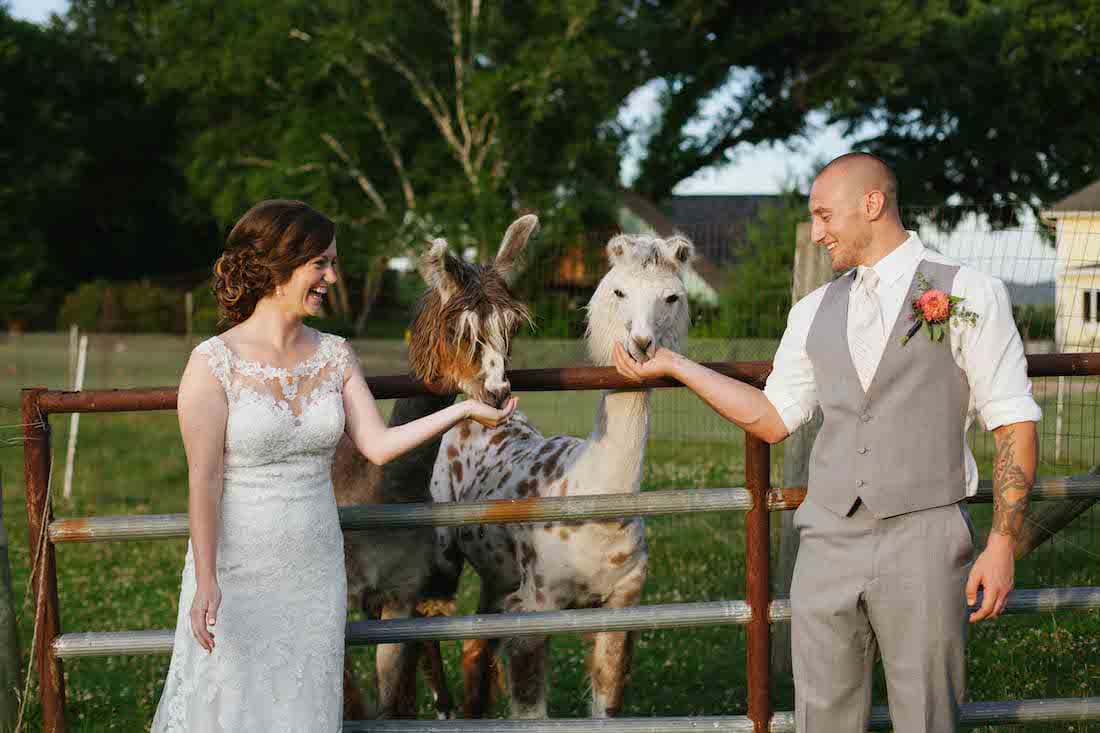 A smiling bride and groom interact playfully with two llamas in a green field.