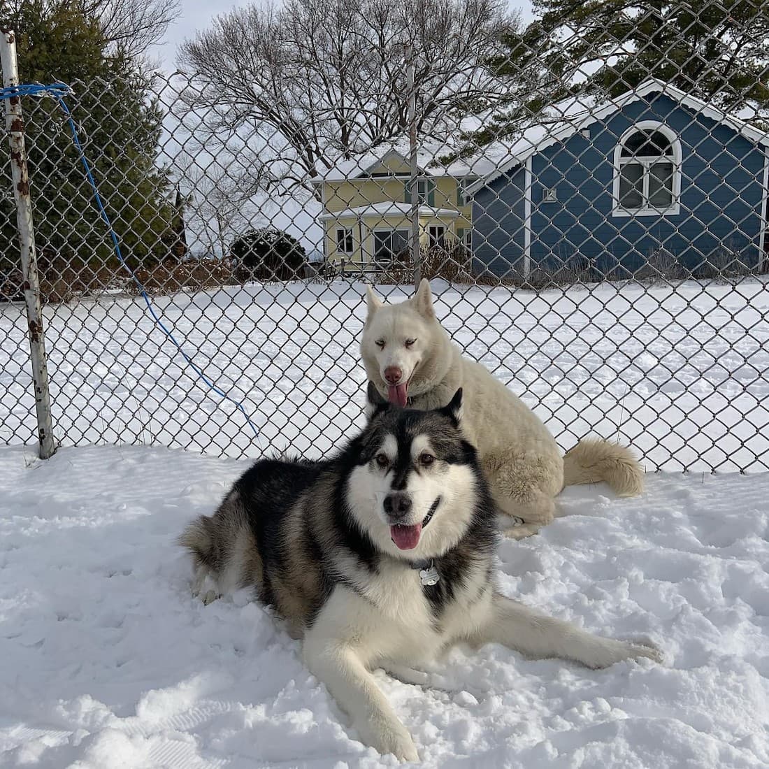 Two dogs, one black and white and the other all white, relax in the snow behind a chain-link fence.