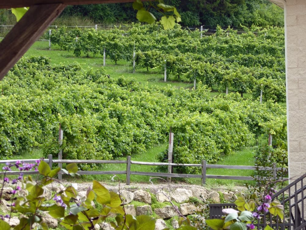 A lush vineyard with neatly arranged rows of grapevines.