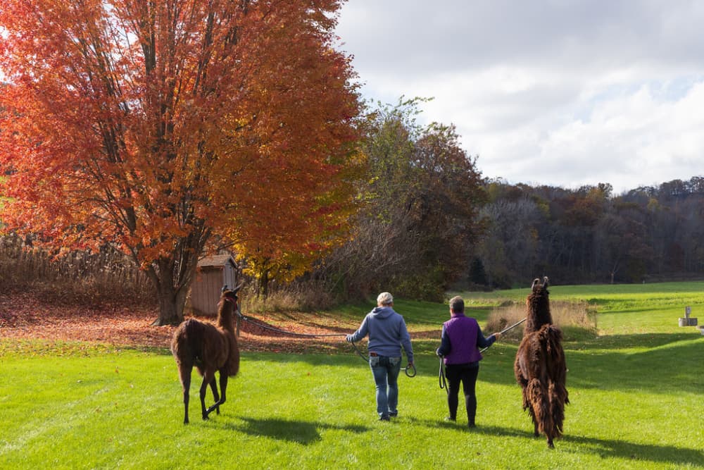 Two people walk with llamas on a grassy field under a colorful autumn tree.