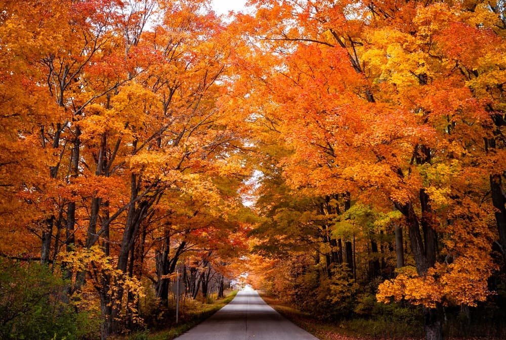 A winding road surrounded by vibrant autumn foliage in shades of orange and yellow.