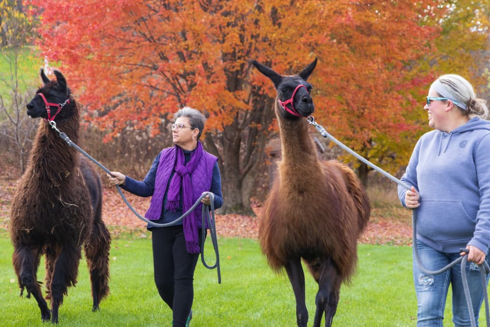 Two women walk llamas on leashes in a vibrant fall setting with colorful trees in the background.