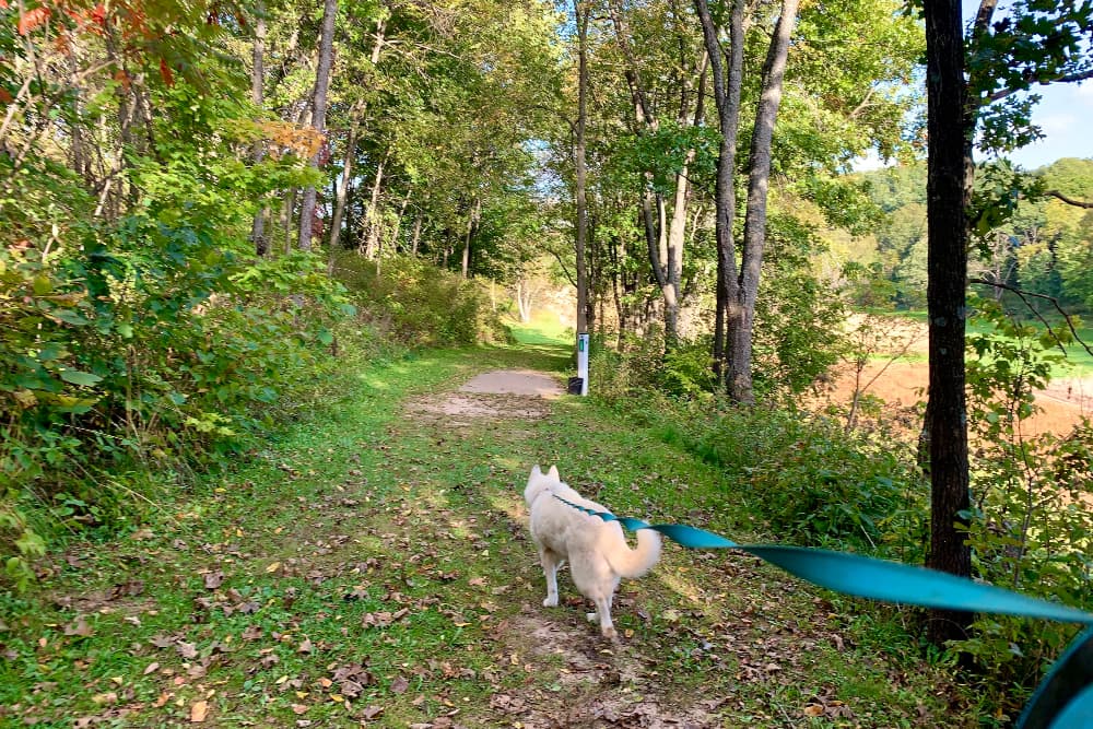 A white dog on a green leash being led on a trail through the woods