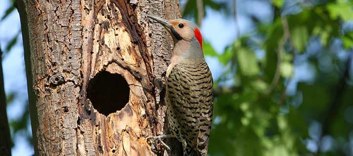 A woodpecker perched on a tree next to a hollowed-out cavity.