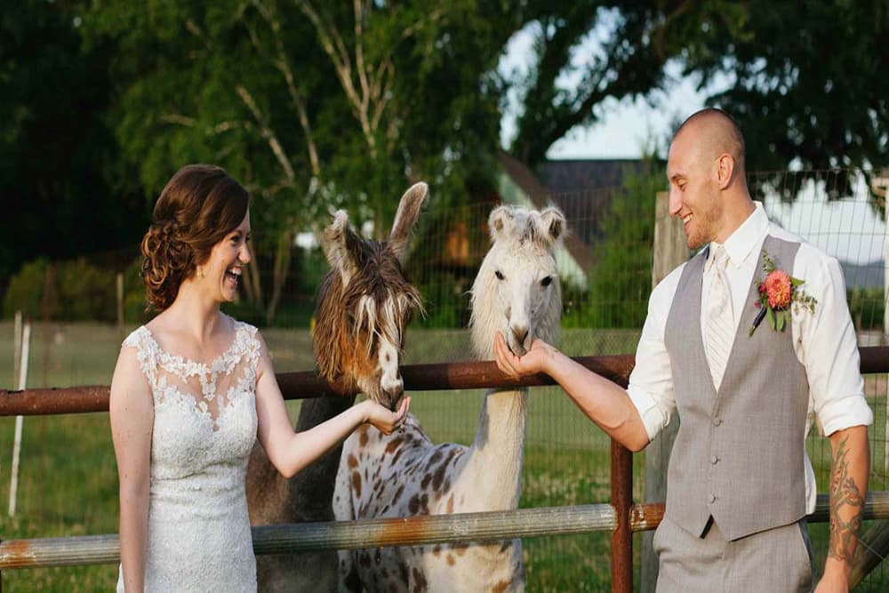 A couple dressed in wedding attire feeding 2 llamas