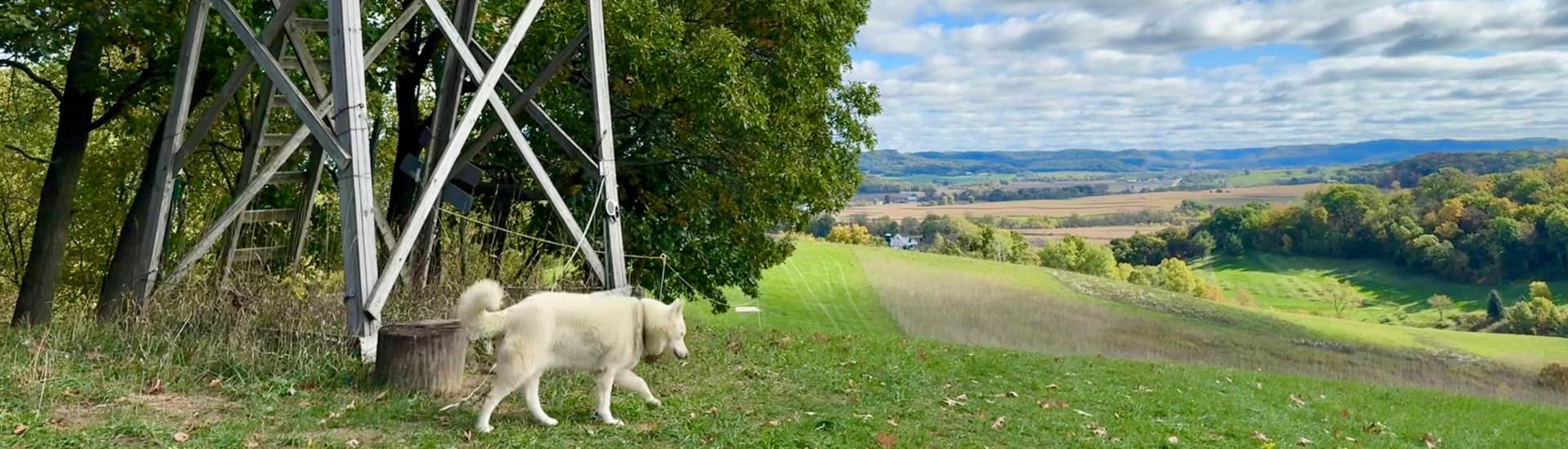 A dog going for a walk through green rolling hills through farmlands
