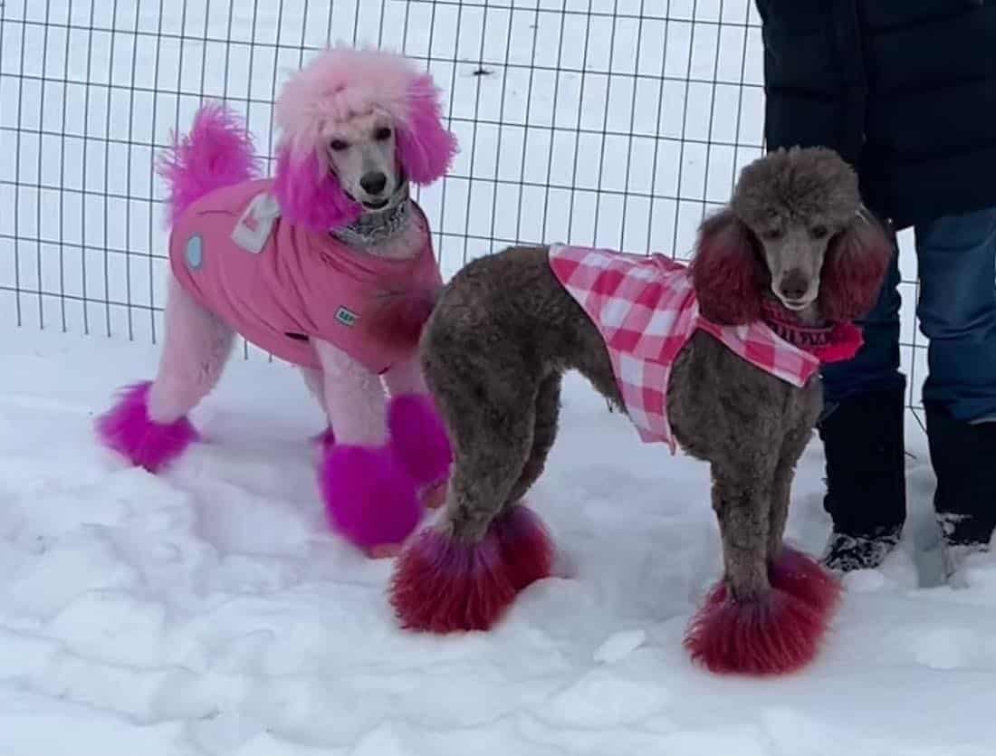 Two stylish poodles in colorful outfits stand in the snow, one with pink fur and the other in a pink and gray checkered dress.