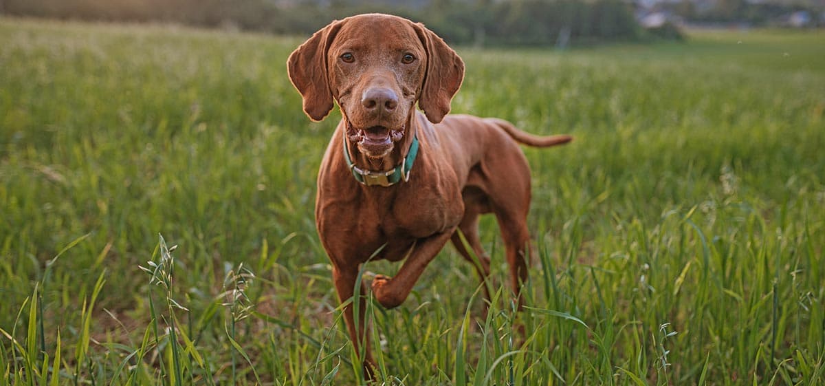 A happy brown dog running through a grassy field.