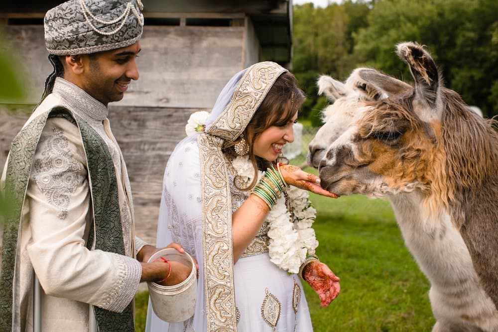 A couple in traditional attire smiles as they feed a llama in a lush outdoor setting.