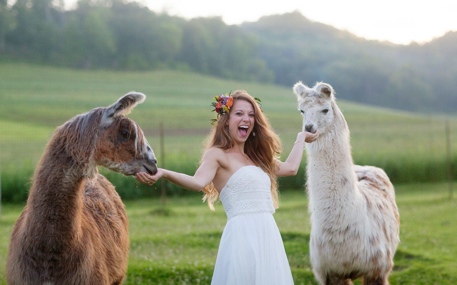 A woman in a white dress joyfully poses with two llamas in a green field.