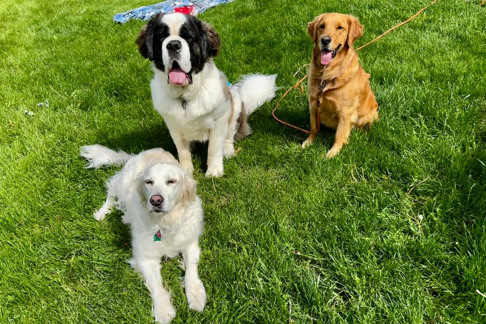 3 dogs sitting on a grassy field looking at the photographer