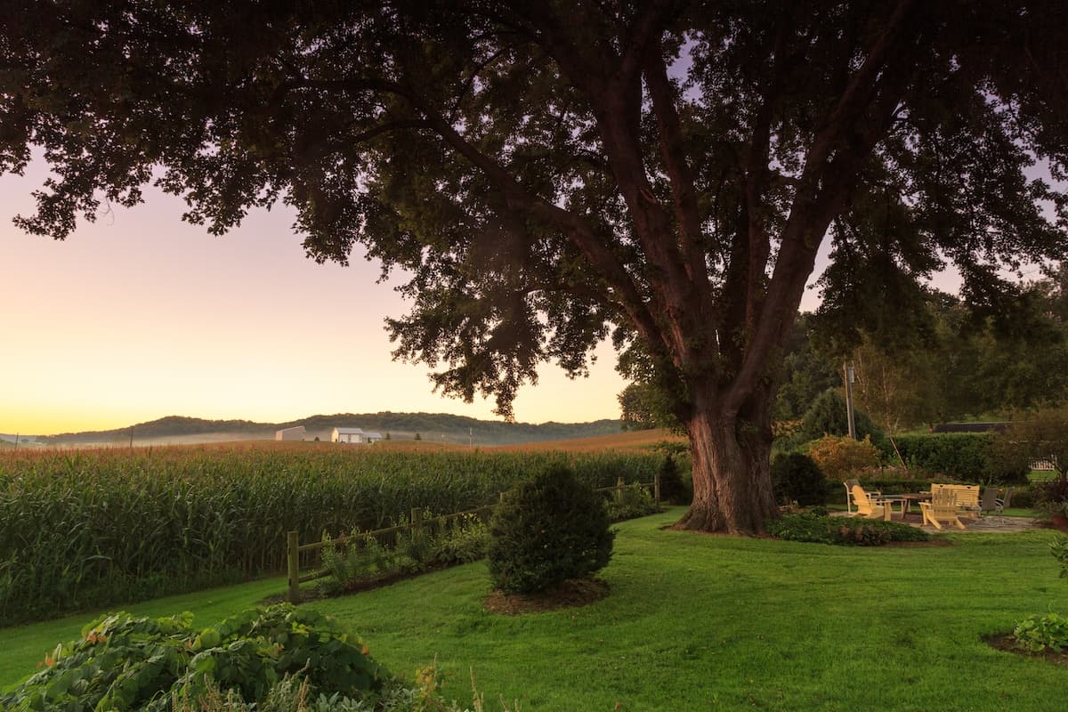A large tree overlooks a green lawn and cornfield at sunset.