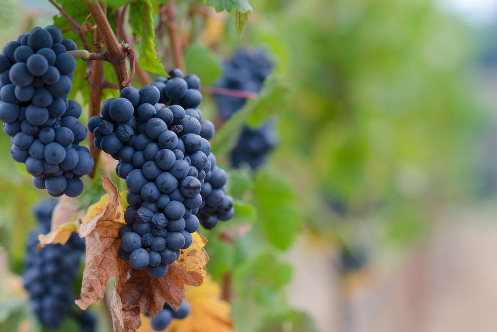 Wisconsin Wineries, photo of ripe grapes on the vine